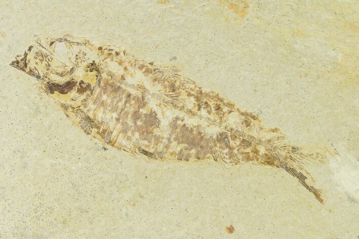Bargain, Fossil Fish (Knightia) - Wyoming #334046